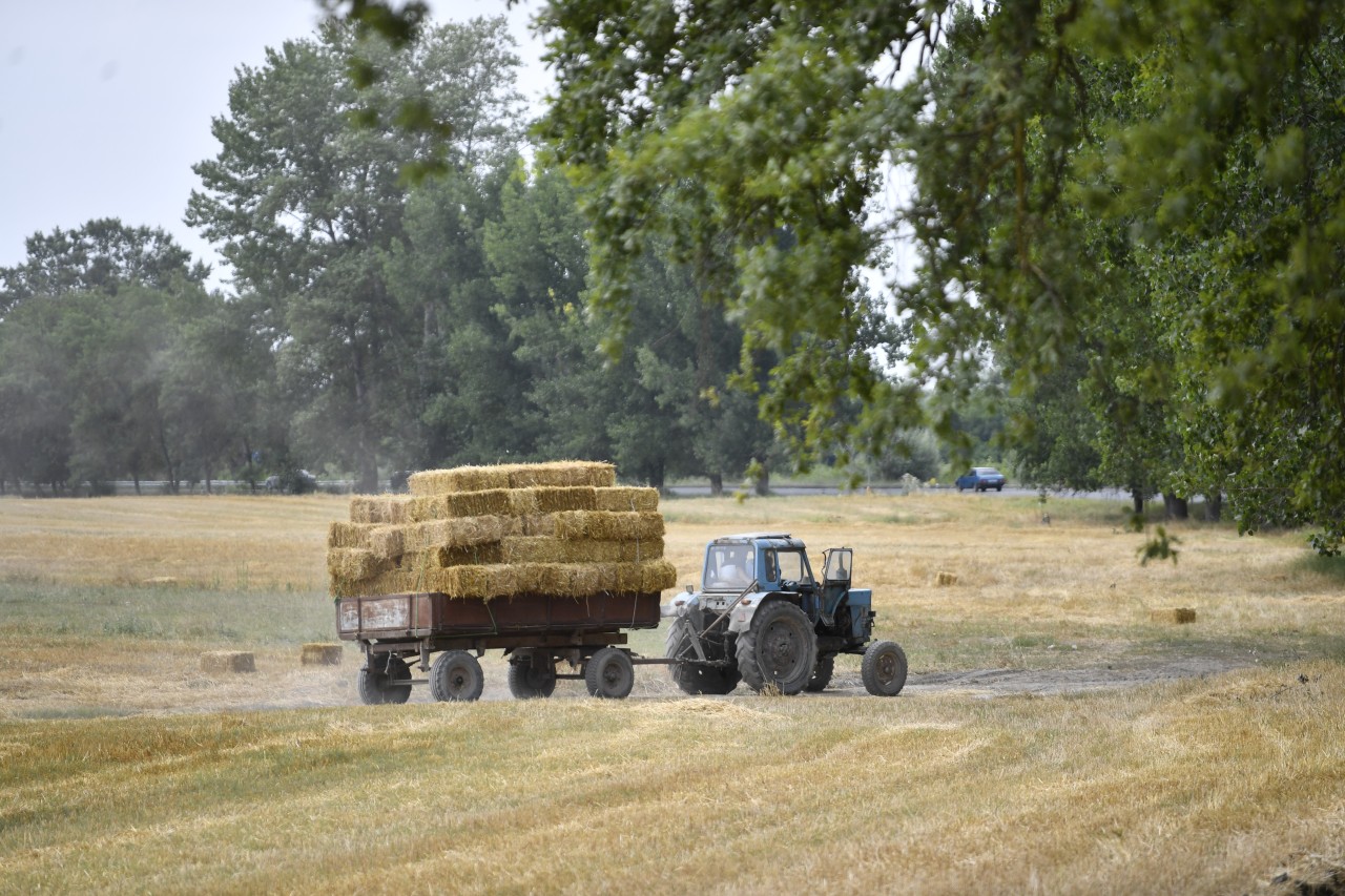 2 milyon tondan çox məhsul yığılıb - Biçin davam edir (FOTOLAR)