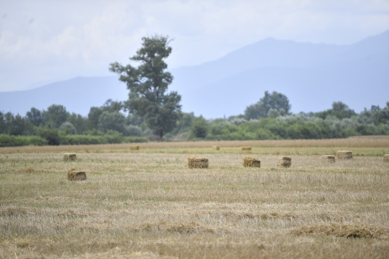 2 milyon tondan çox məhsul yığılıb - Biçin davam edir (FOTOLAR)