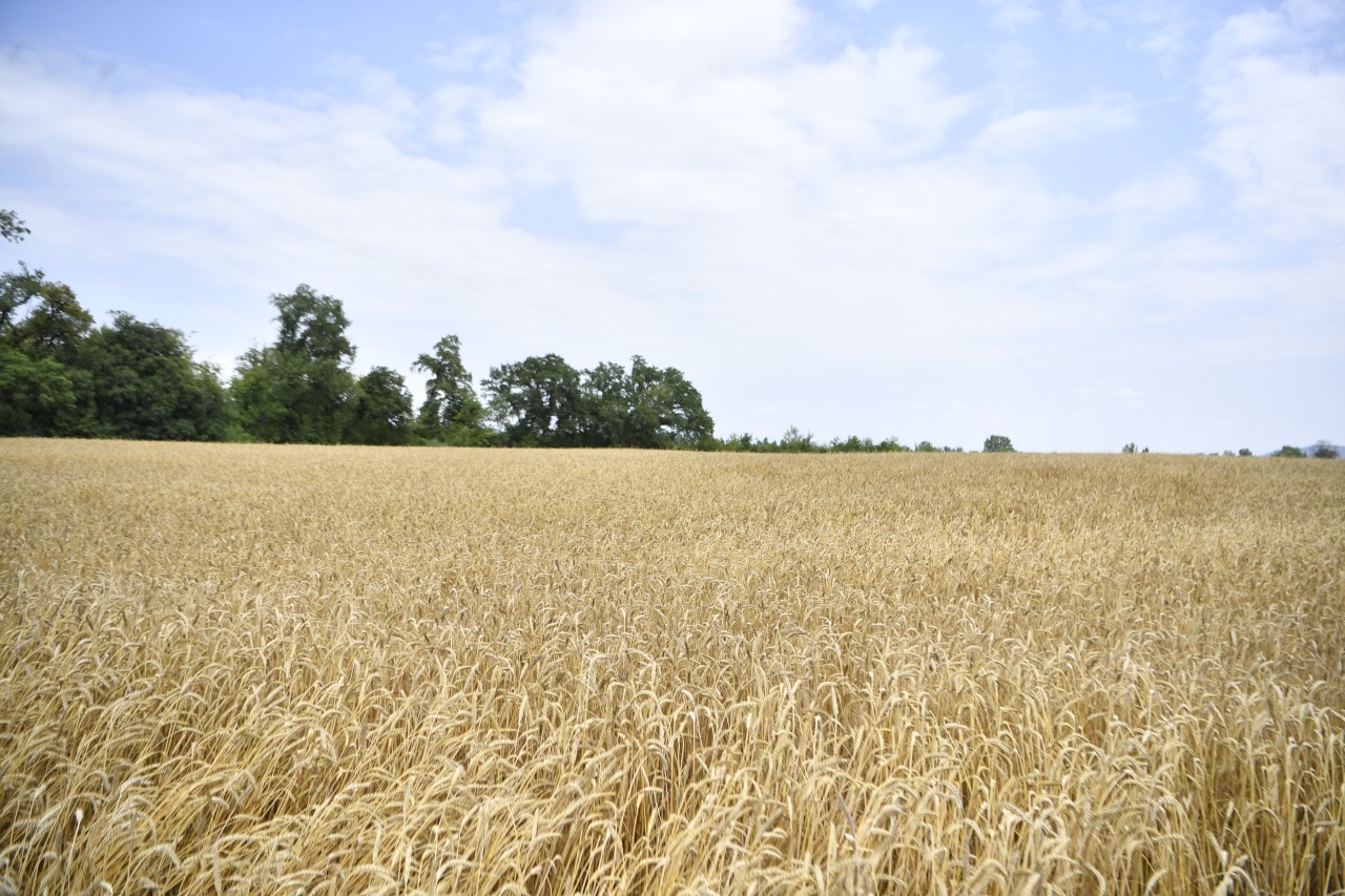 2 milyon tondan çox məhsul yığılıb - Biçin davam edir (FOTOLAR)