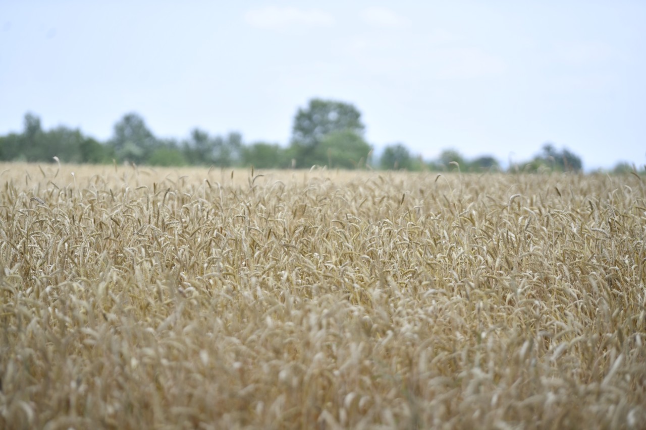 2 milyon tondan çox məhsul yığılıb - Biçin davam edir (FOTOLAR)