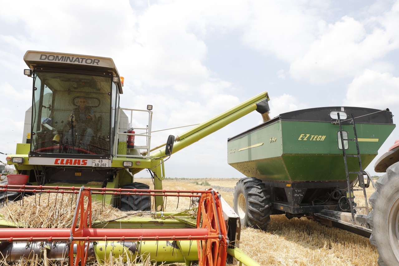 2 milyon tondan çox məhsul yığılıb - Biçin davam edir (FOTOLAR)