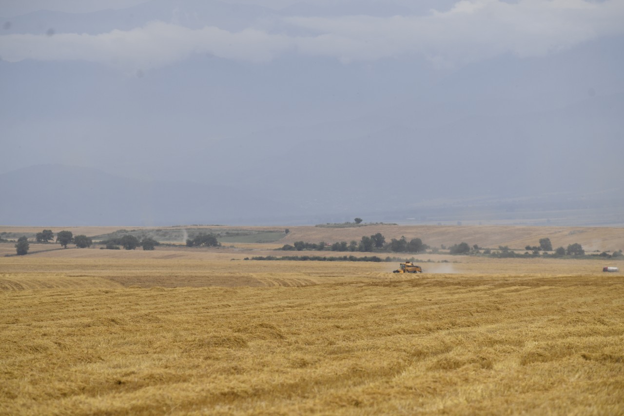 2 milyon tondan çox məhsul yığılıb - Biçin davam edir (FOTOLAR)