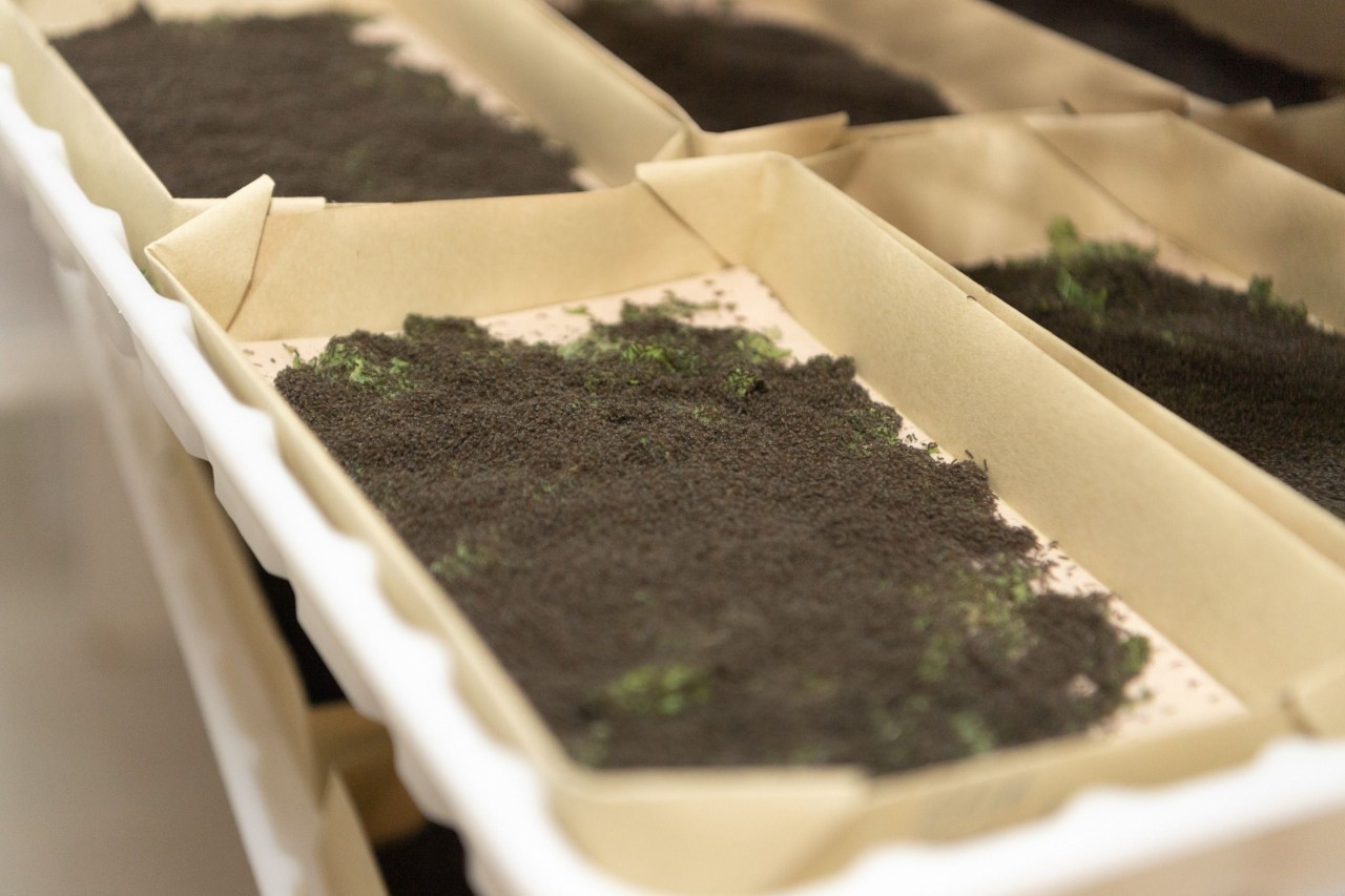 Respublikada yaş barama tədarükü davam edir - FOTOLAR