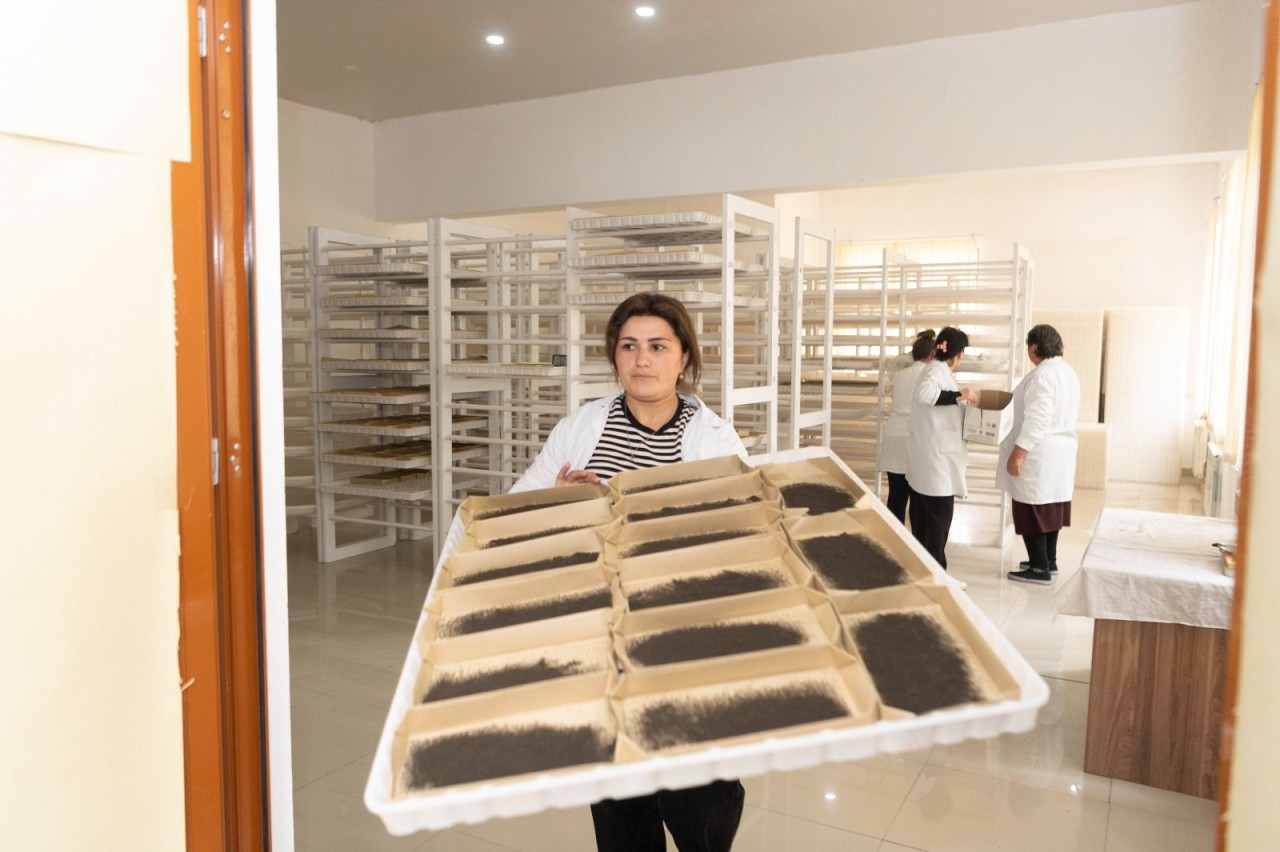 Respublikada yaş barama tədarükü davam edir - FOTOLAR