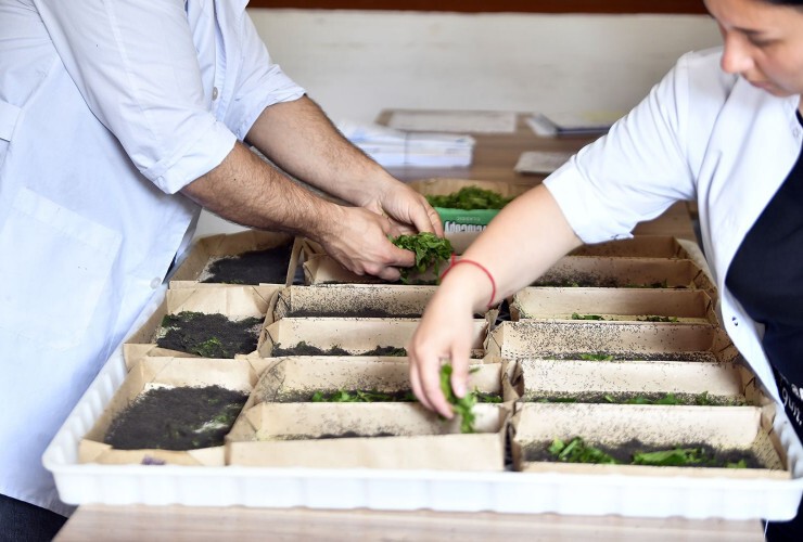 Respublikada yaş barama tədarükü davam edir - FOTOLAR