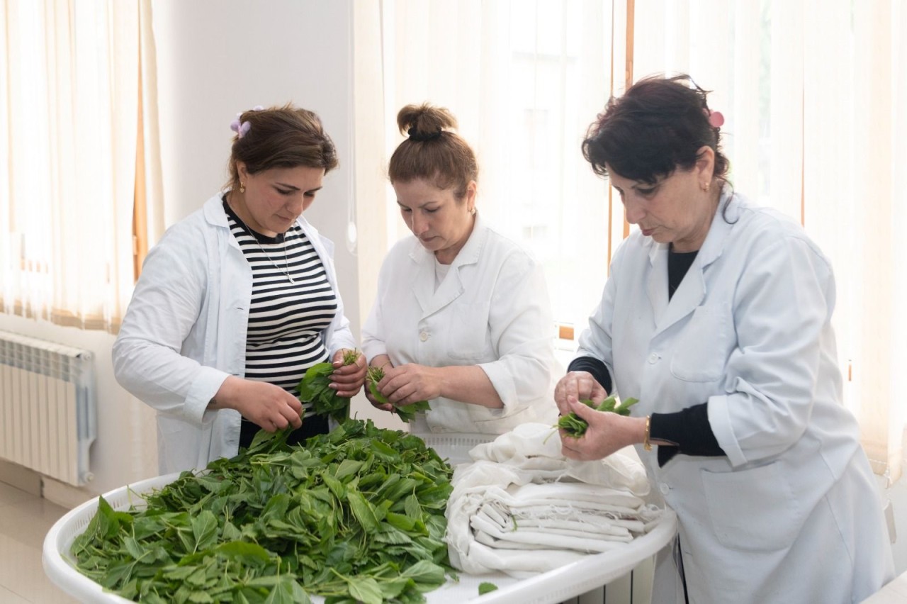 Respublikada yaş barama tədarükü davam edir - FOTOLAR