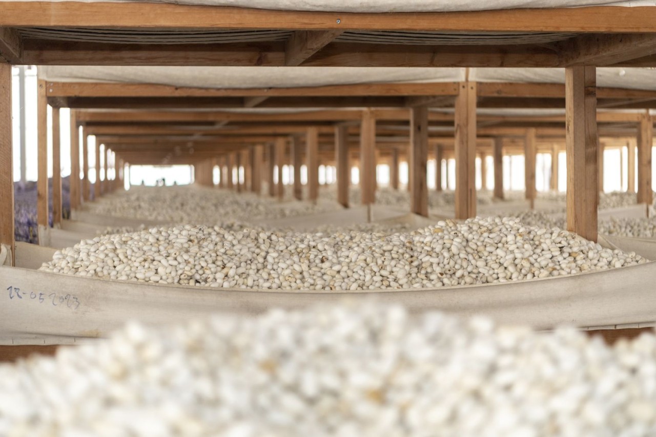 Respublikada yaş barama tədarükü davam edir - FOTOLAR