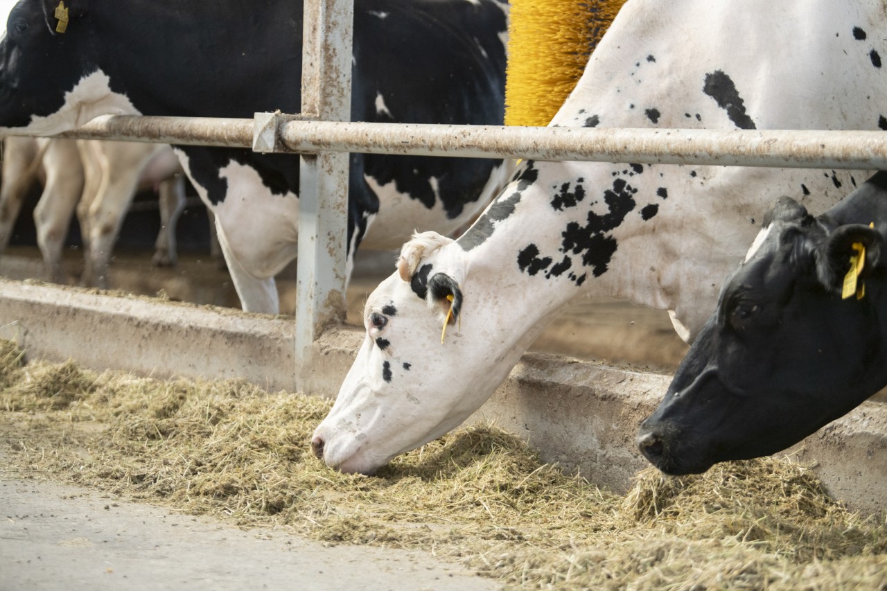 Nazir Şamaxıda şərab istehsalı müəssisələrinin fəaliyyəti ilə tanış olub - FOTOLAR