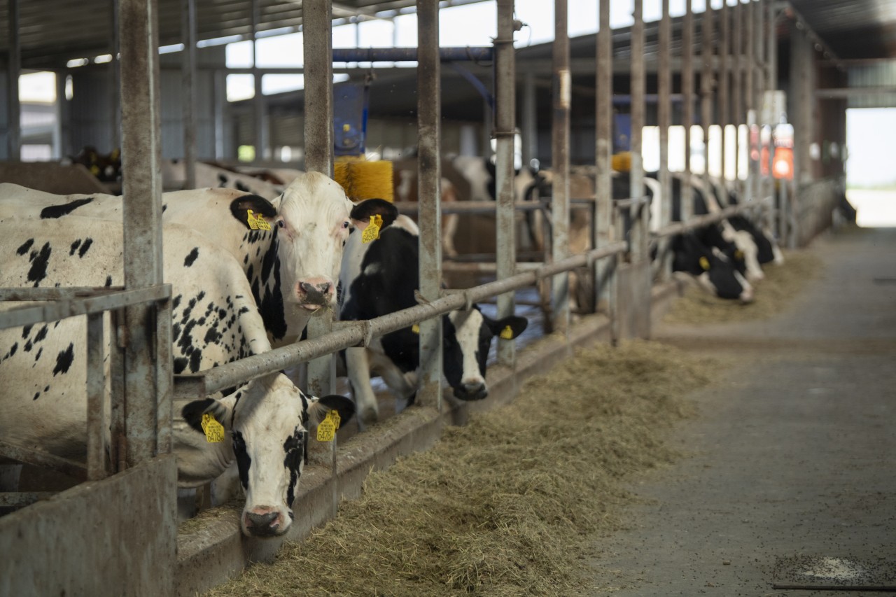Nazir Şamaxıda şərab istehsalı müəssisələrinin fəaliyyəti ilə tanış olub - FOTOLAR