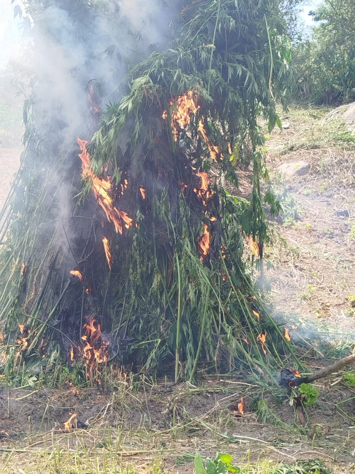 Çətənə bitkiləri məhv edildi - FOTO