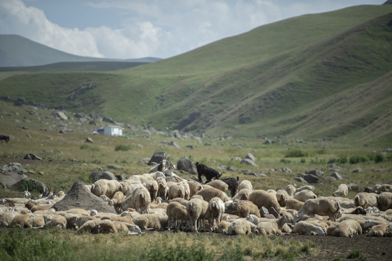 Nazir Kəlbəcərdə təsərrüfatlara baş çəkib, fermerlərlə görüşüb - FOTOLAR