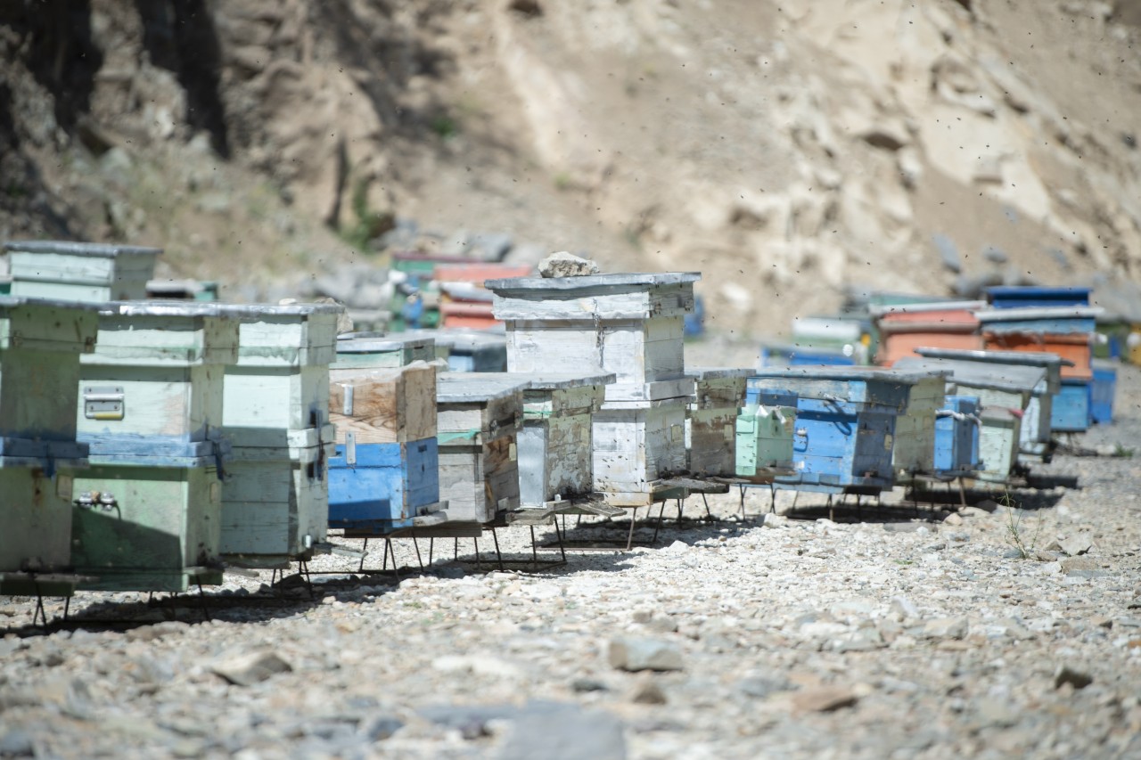 Nazir Kəlbəcərdə təsərrüfatlara baş çəkib, fermerlərlə görüşüb - FOTOLAR