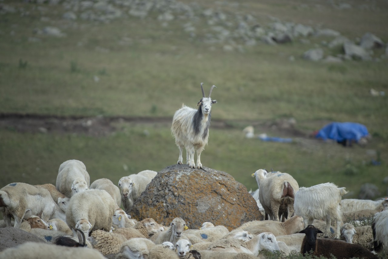 Nazir Kəlbəcərdə təsərrüfatlara baş çəkib, fermerlərlə görüşüb - FOTOLAR