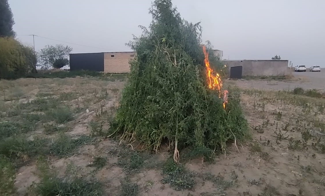 15 tondan artıq çətənə bitkisi yandırıldı - FOTO