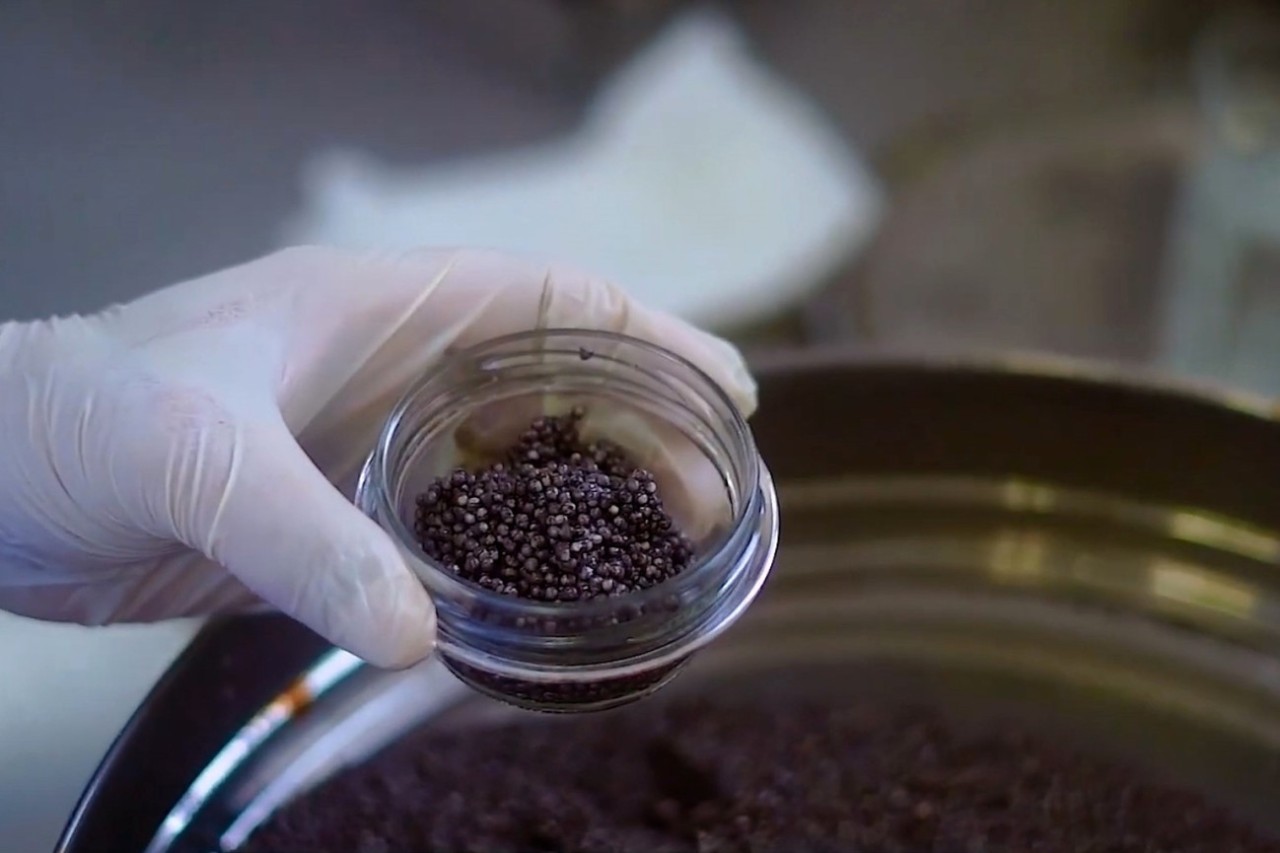 Azərbaycan balığı Avropa ölkələrinə ixrac olunacaq - FOTO