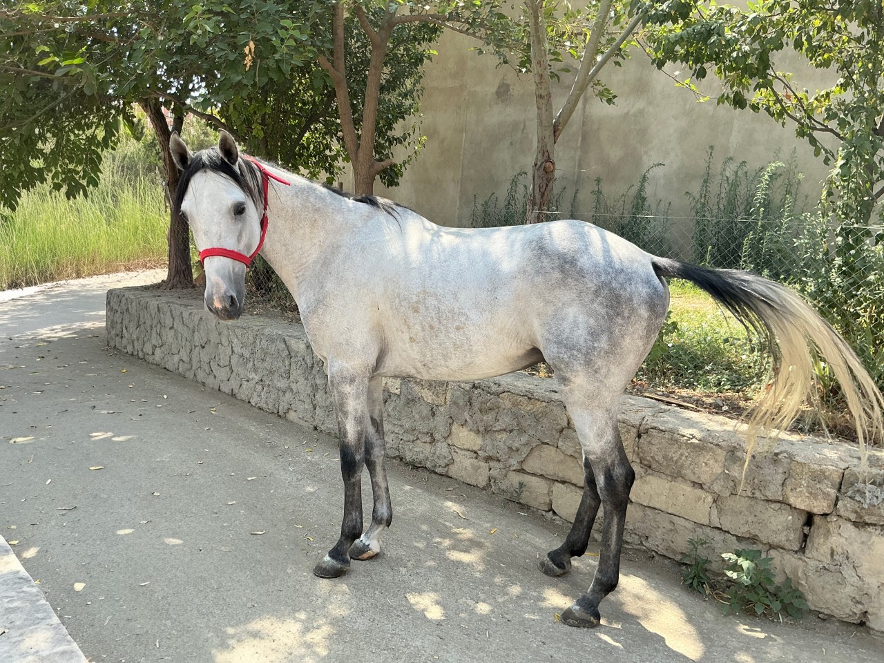 Qarabağ və Dilbaz at cinslərinin genetik xəritəsi hazırlanır - FOTOLAR