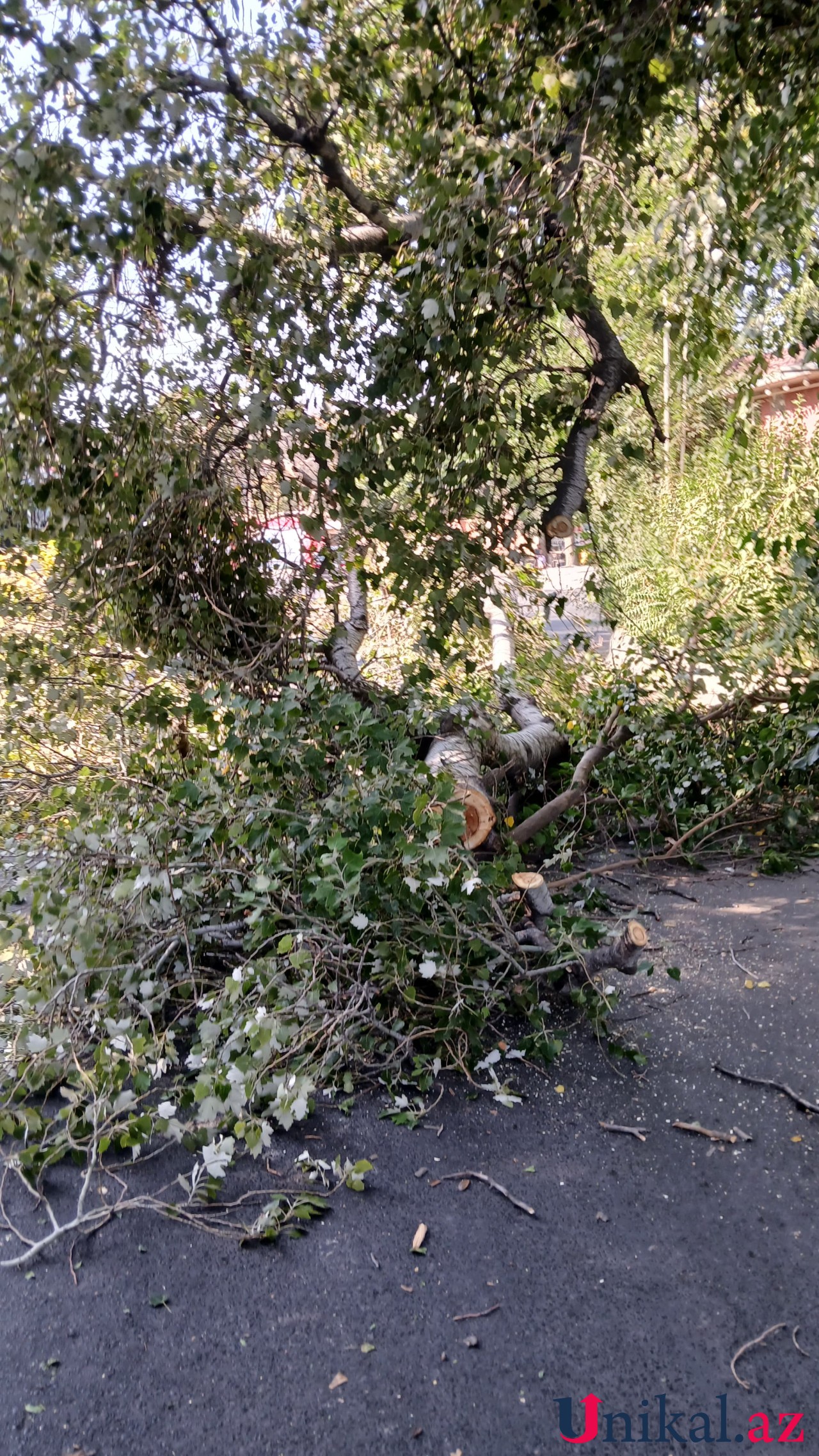 Ağac aşdı, yol bağlandı - FOTO