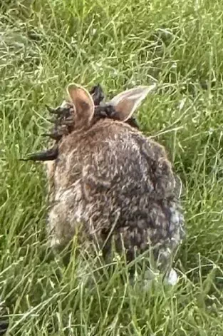 ABŞ-də "zombi dovşan"lar panikaya səbəb oldu - FOTOLAR