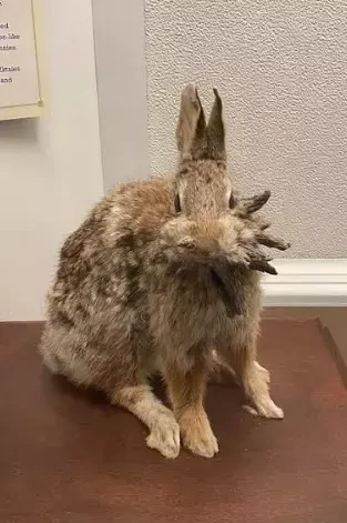 ABŞ-də "zombi dovşan"lar panikaya səbəb oldu - FOTOLAR