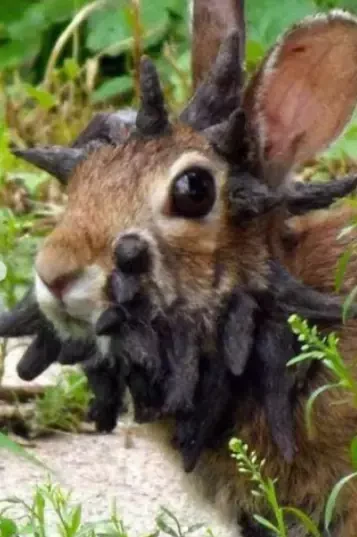 ABŞ-də "zombi dovşan"lar panikaya səbəb oldu - FOTOLAR