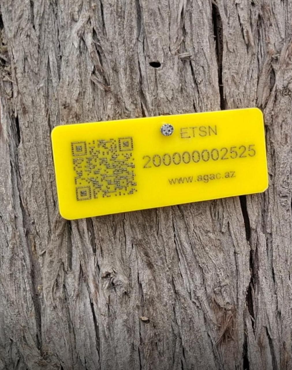 Gəncədə qurumuş ağacların elektron nişanlanmasına start verildi - FOTOLAR