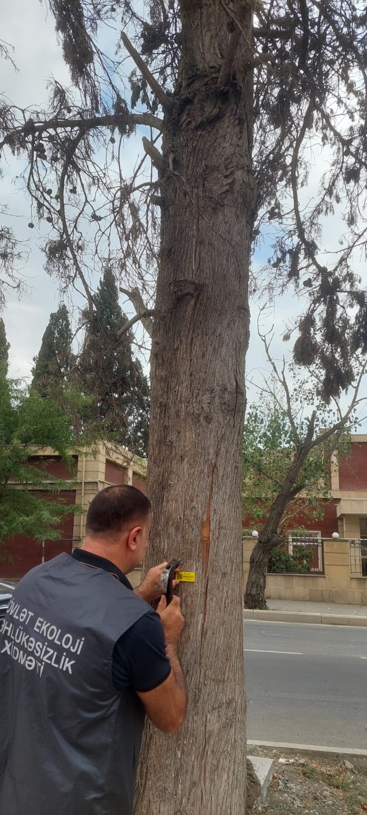 Gəncədə qurumuş ağacların elektron nişanlanmasına start verildi - FOTOLAR