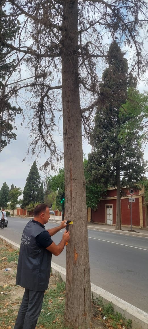 Gəncədə qurumuş ağacların elektron nişanlanmasına start verildi - FOTOLAR