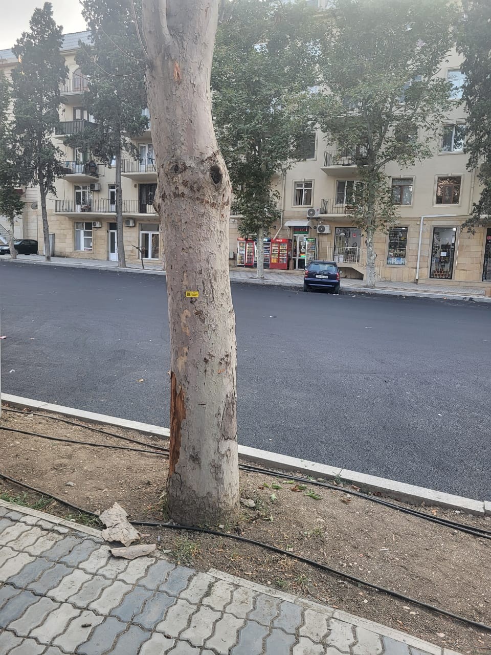 Gəncədə qurumuş ağacların elektron nişanlanmasına start verildi - FOTOLAR
