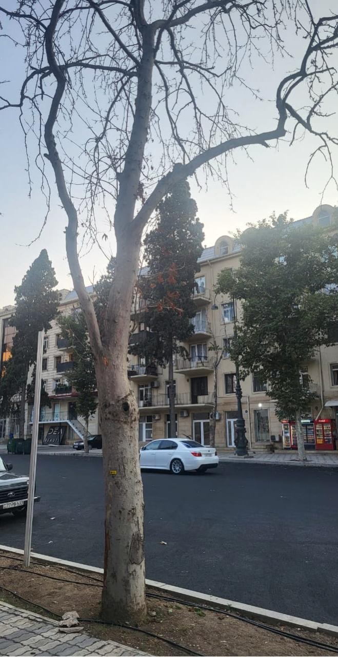 Gəncədə qurumuş ağacların elektron nişanlanmasına start verildi - FOTOLAR