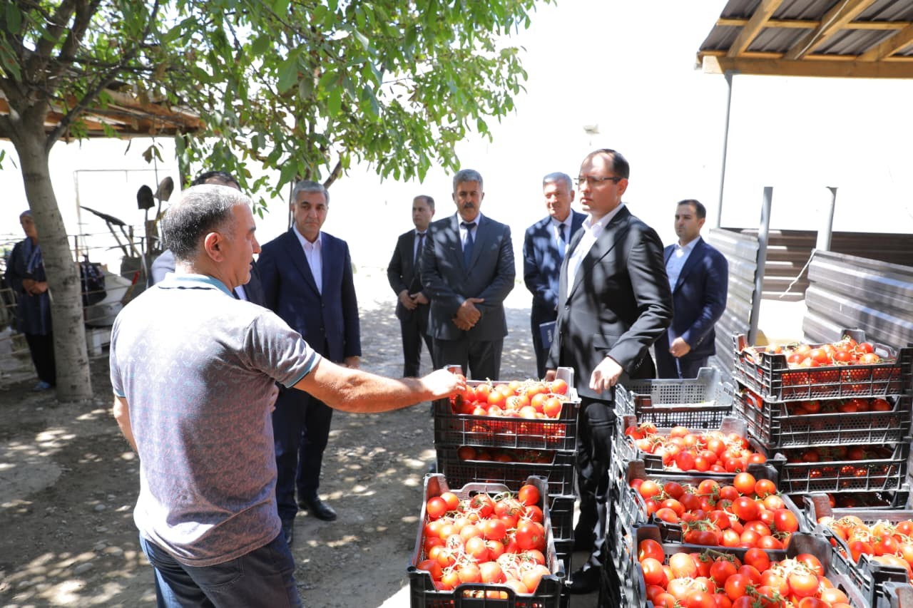 Məcnun Məmmədov Naxçıvanda fermer təsərrüfatlarına baş çəkdi - FOTOLAR