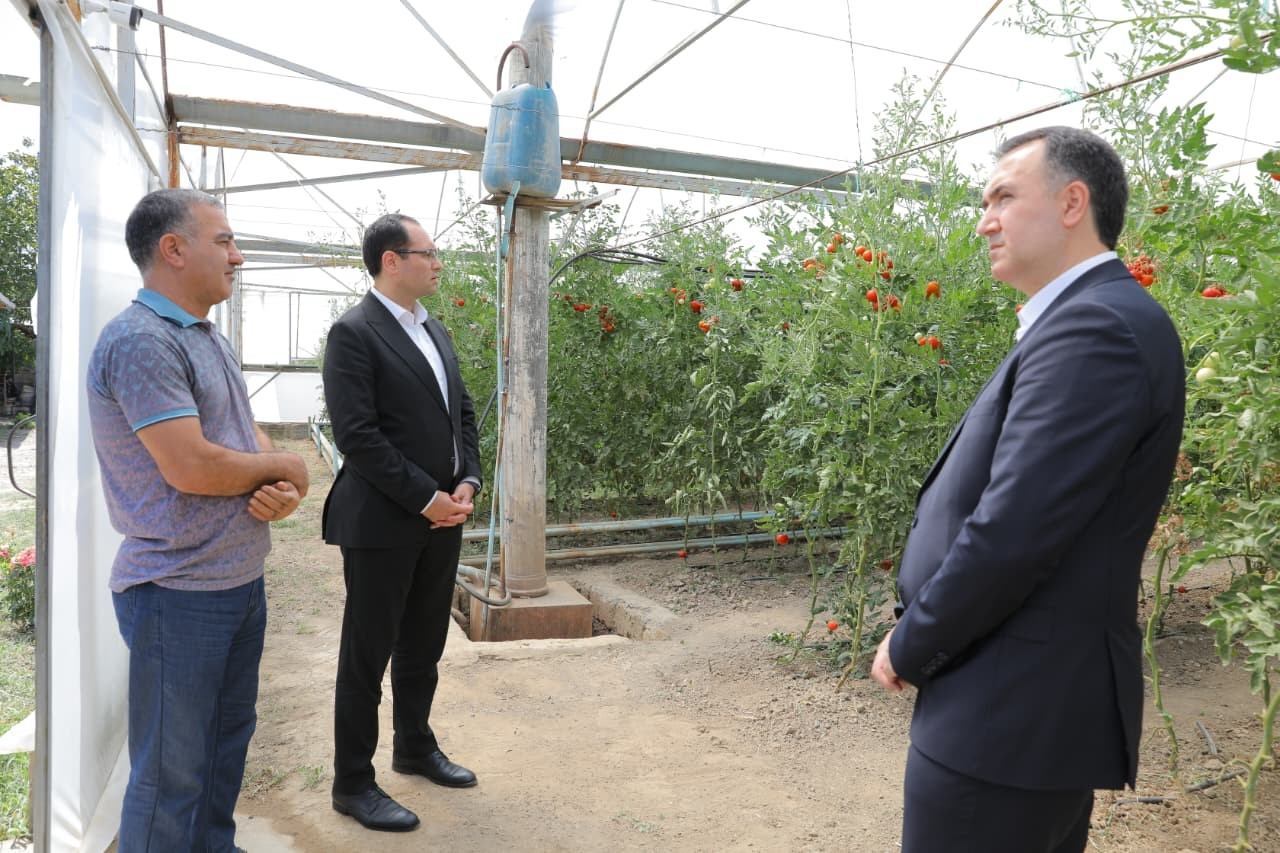 Məcnun Məmmədov Naxçıvanda fermer təsərrüfatlarına baş çəkdi - FOTOLAR