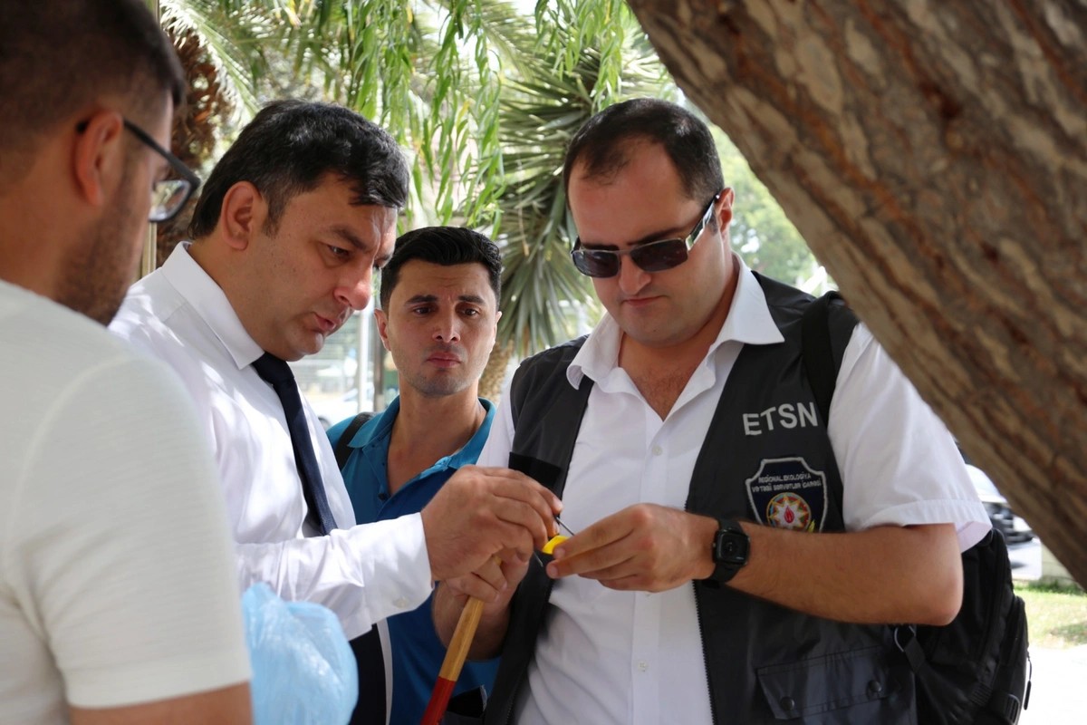 İçərişəhərdəki ağacların qeydiyyatı və nömrələnməsinə başlanıldı - FOTOLAR