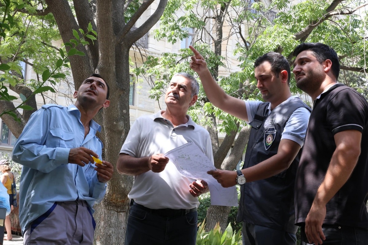 İçərişəhərdəki ağacların qeydiyyatı və nömrələnməsinə başlanıldı - FOTOLAR