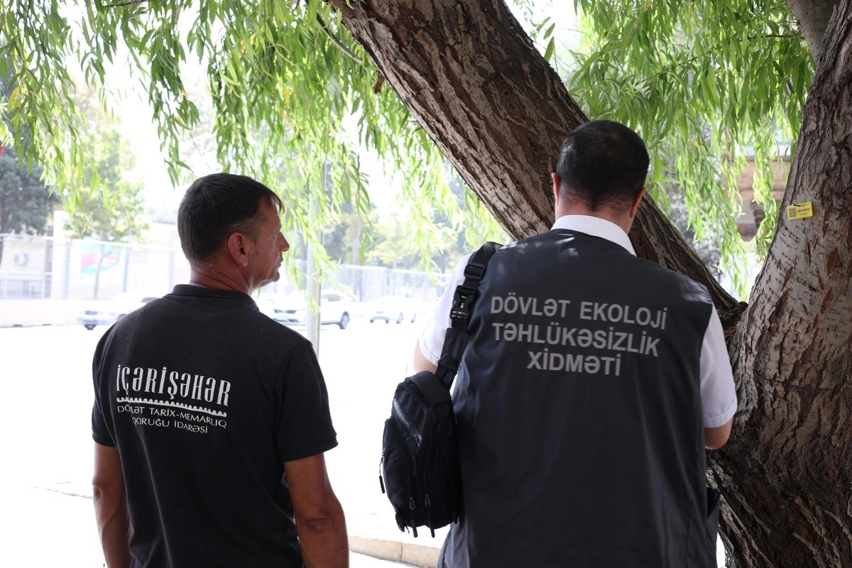 İçərişəhərdəki ağacların qeydiyyatı və nömrələnməsinə başlanıldı - FOTOLAR