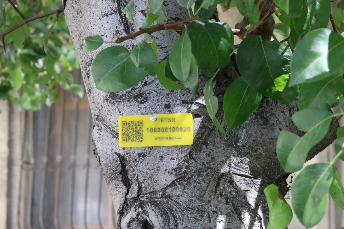 İçərişəhərdəki ağacların qeydiyyatı və nömrələnməsinə başlanıldı - FOTOLAR