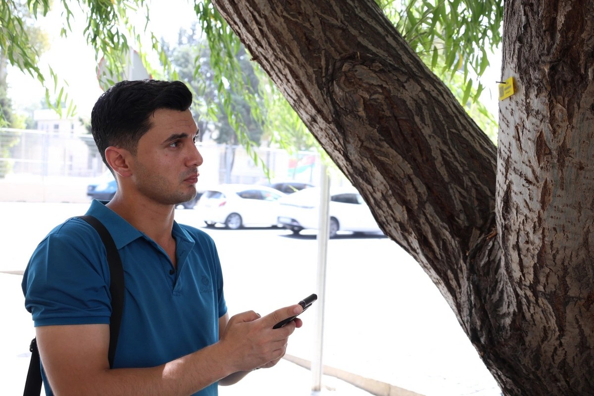 İçərişəhərdəki ağacların qeydiyyatı və nömrələnməsinə başlanıldı - FOTOLAR