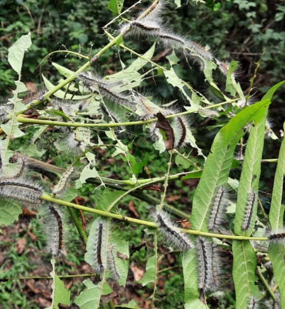 Meşələrdə zərərvericilərə qarşı mübarizə tədbirləri görülür - FOTOLAR