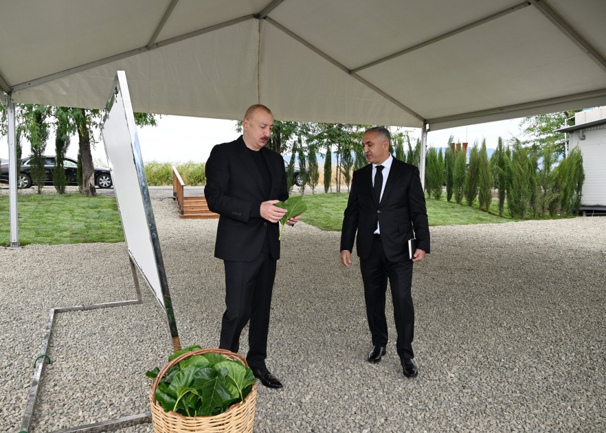 Prezident Daşbulaqda tut bağında - FOTOLAR