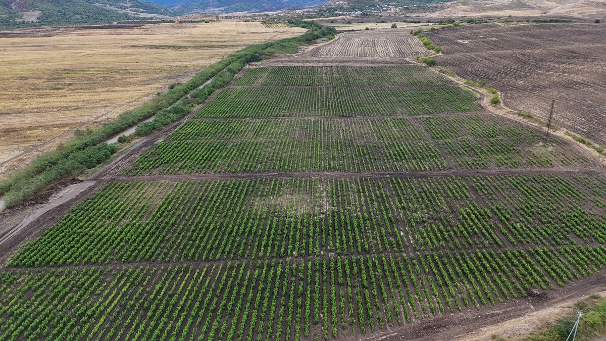 Prezident Daşbulaqda tut bağında - FOTOLAR