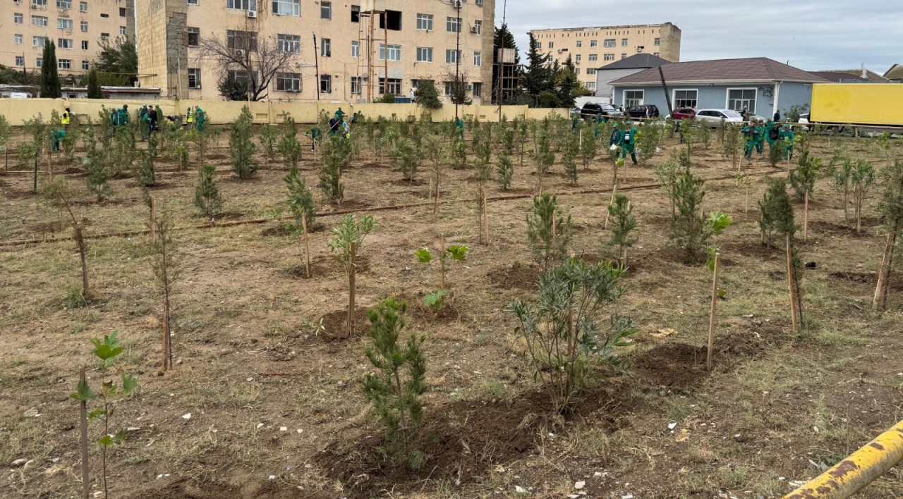 Suraxanıda ağacəkmə aksiyası keçirilib - FOTOLAR