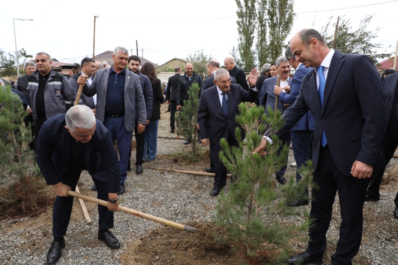 Suraxanıda ağacəkmə aksiyası keçirilib - FOTOLAR