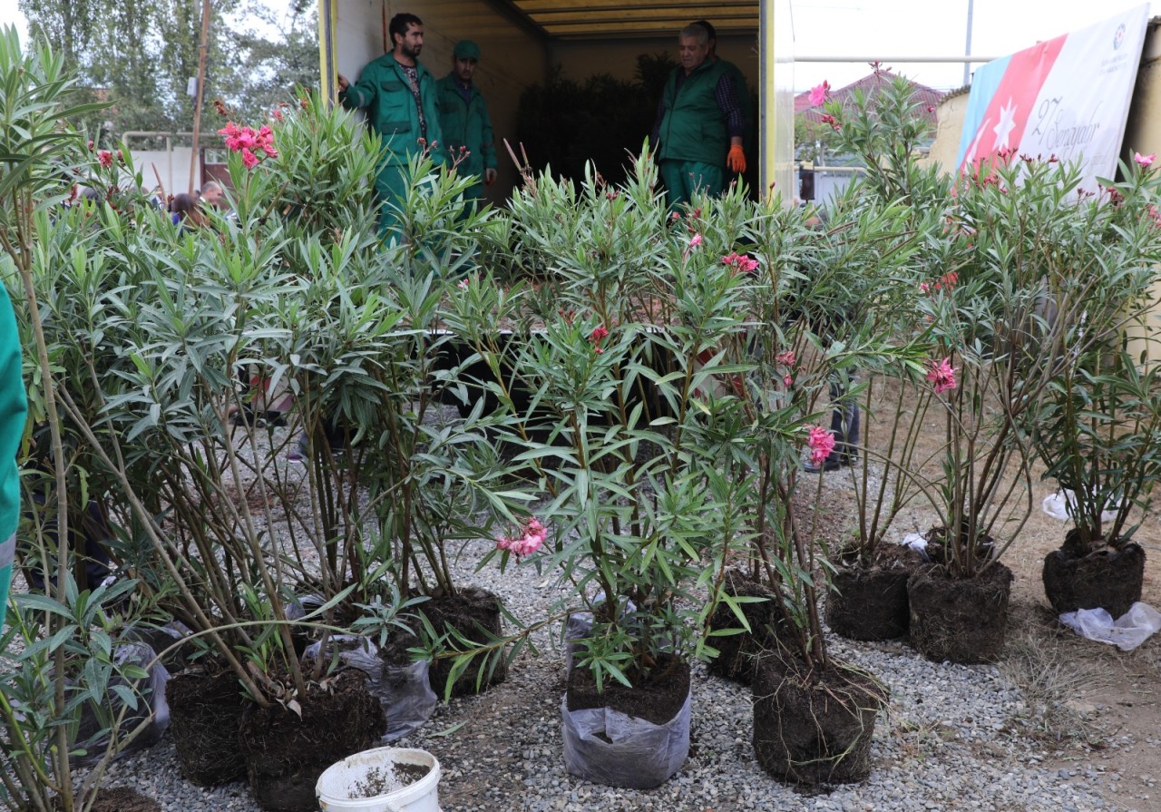 Suraxanıda ağacəkmə aksiyası keçirilib - FOTOLAR