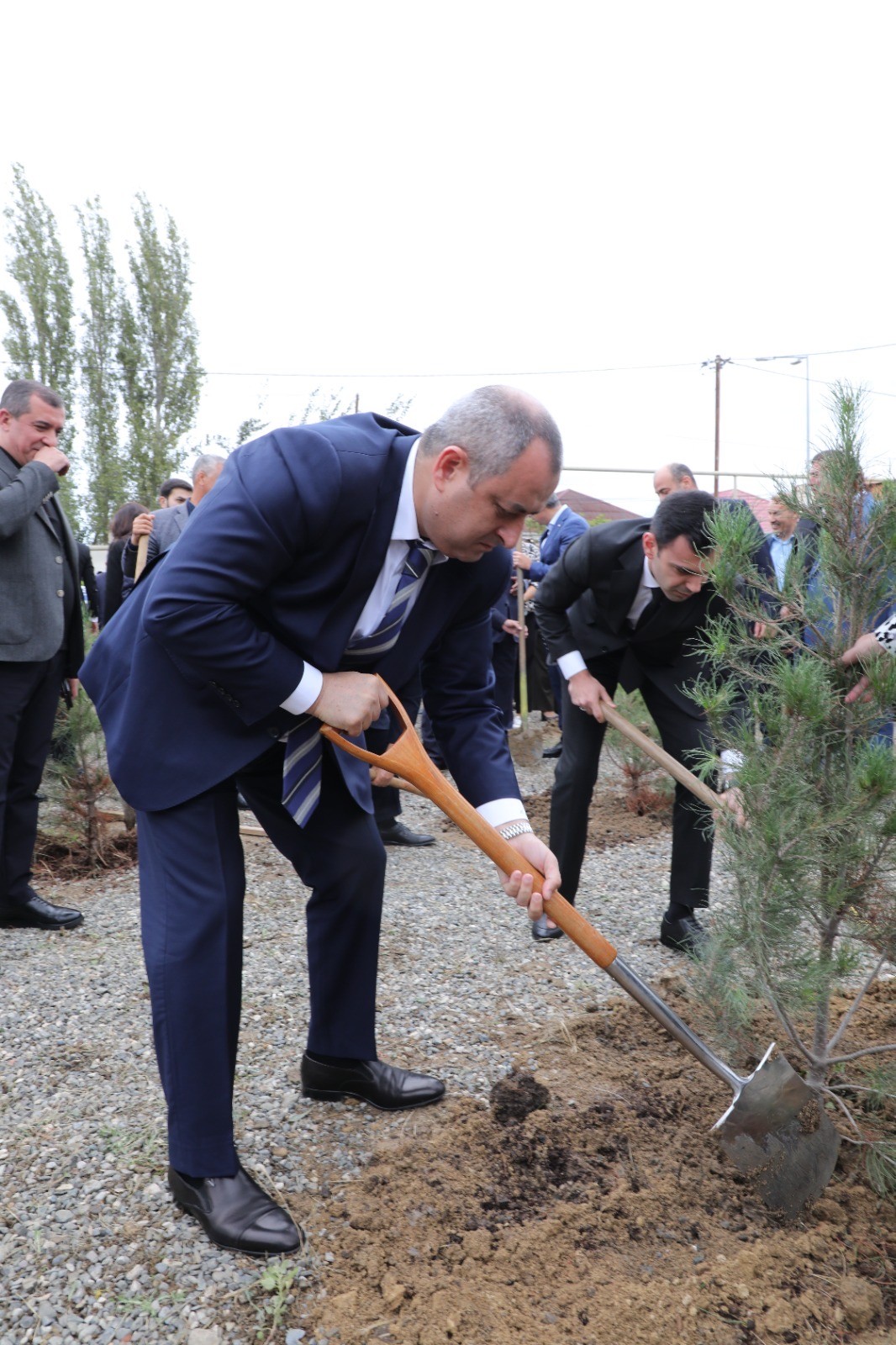 Suraxanıda ağacəkmə aksiyası keçirilib - FOTOLAR