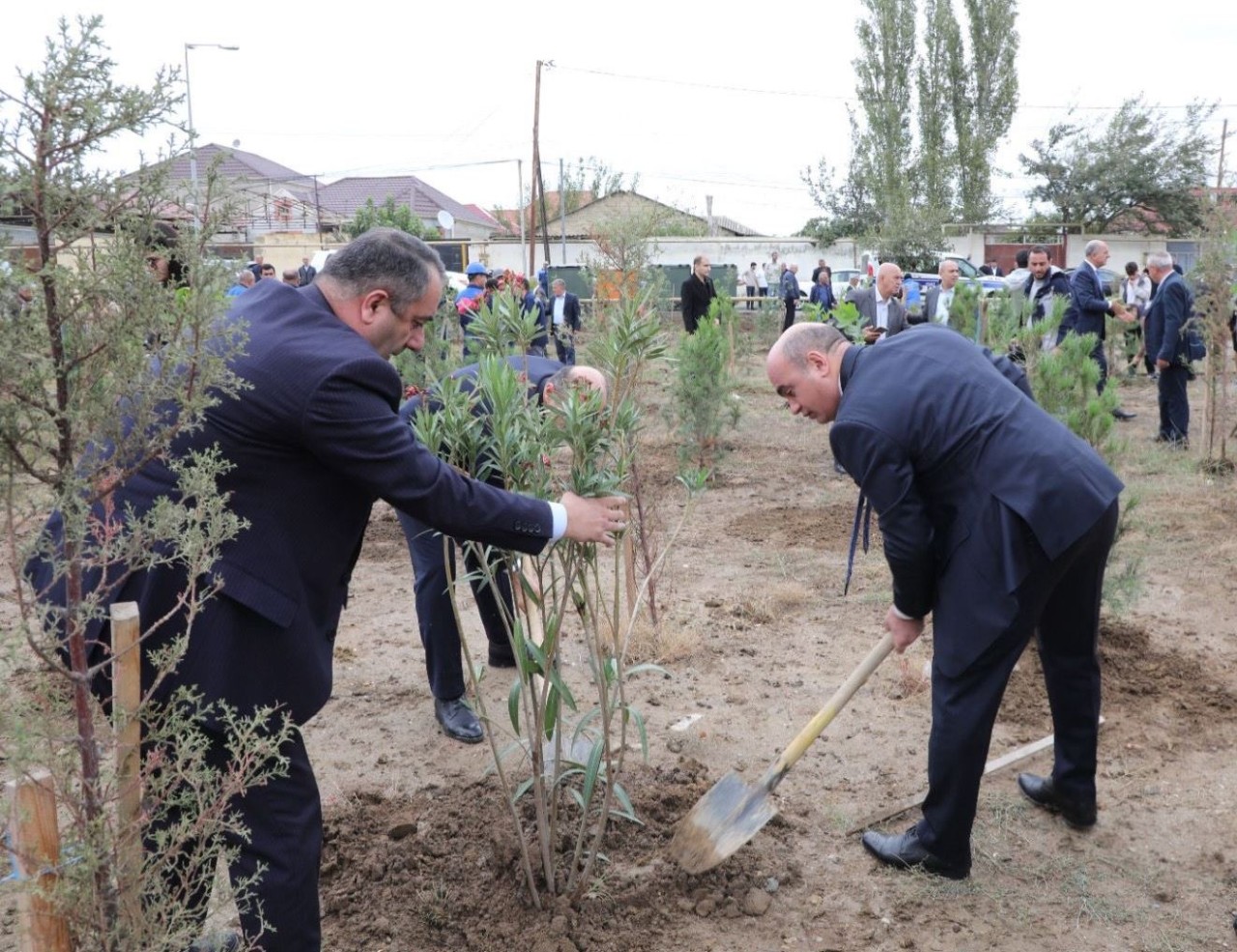 Suraxanıda ağacəkmə aksiyası keçirilib - FOTOLAR