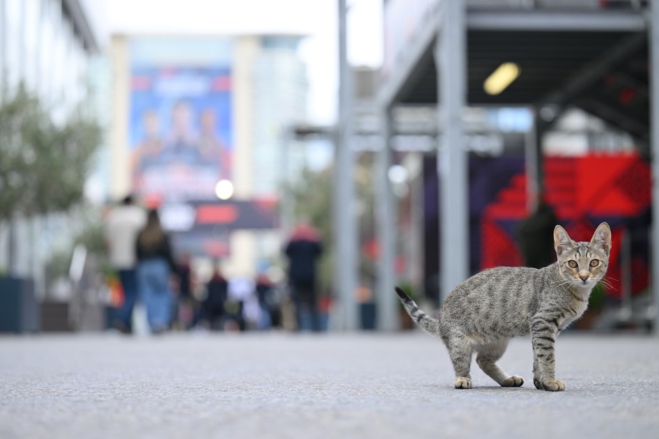 Formula 1-dən geriyə qalanlar - FOTOLAR