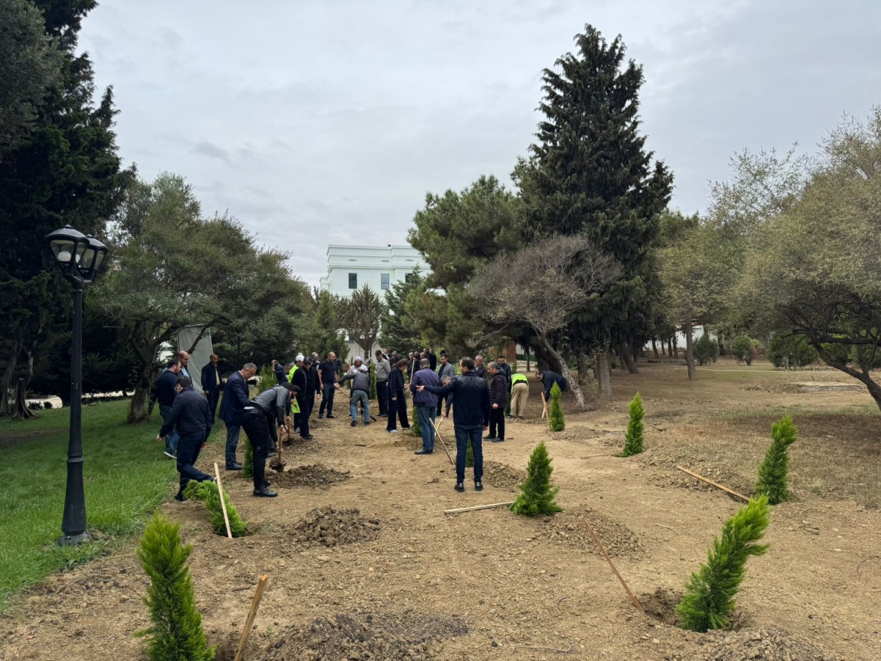 YAP Nəsimi rayon təşkilatı ağacəkmə aksiyası keçirdi - FOTOLAR