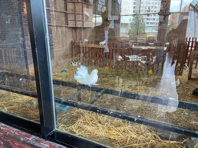 “Kolorit”də heyvanlar qanunsuz saxlanılırmış - FOTOLAR