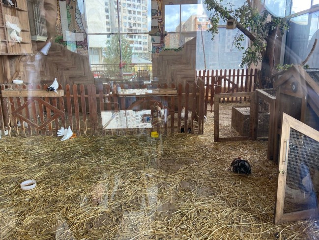 “Kolorit”də heyvanlar qanunsuz saxlanılırmış - FOTOLAR