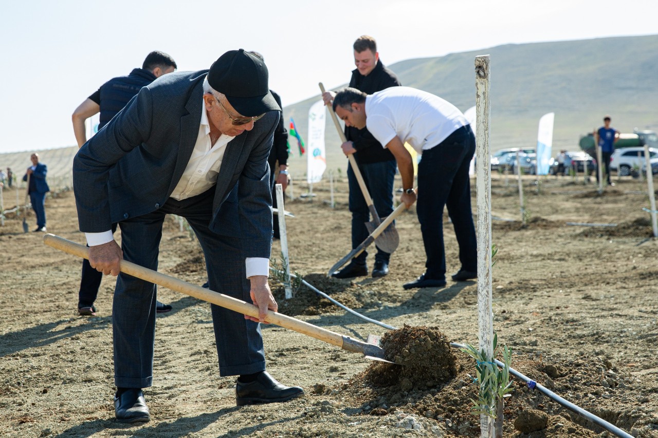 Anım Günü ilə əlaqədar ağacəkmə aksiyası keçirilib - FOTOLAR
