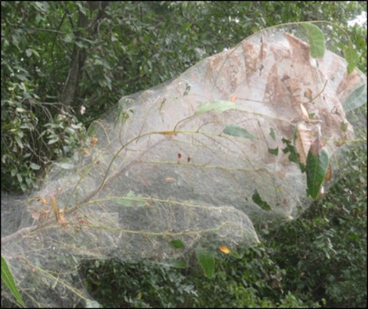 Azərbaycanın bu ərazilərində Amerika ağ kəpənəyinə rast gəlinir - FOTOLAR